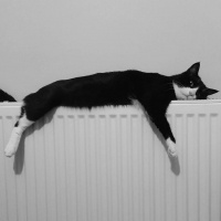 Tuxedo (Smokin) Kedi, Kedi  Şakir fotoğrafı
