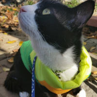 Tuxedo (Smokin) Kedi, Kedi  Şakir fotoğrafı