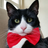 Tuxedo (Smokin) Kedi, Kedi  Şakir fotoğrafı