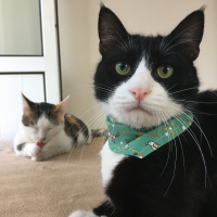 Tuxedo (Smokin) Kedi, Kedi  Şakir fotoğrafı