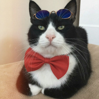 Tuxedo (Smokin) Kedi, Kedi  Şakir fotoğrafı