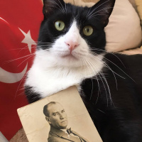 Tuxedo (Smokin) Kedi, Kedi  Şakir fotoğrafı