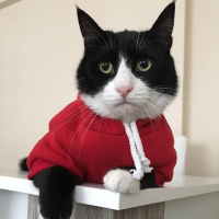 Tuxedo (Smokin) Kedi, Kedi  Şakir fotoğrafı