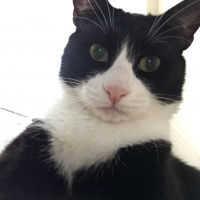 Tuxedo (Smokin) Kedi, Kedi  Şakir fotoğrafı