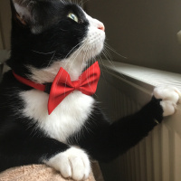 Tuxedo (Smokin) Kedi, Kedi  Şakir fotoğrafı