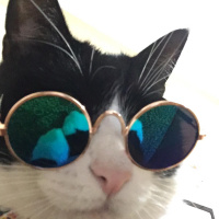 Tuxedo (Smokin) Kedi, Kedi  Şakir fotoğrafı
