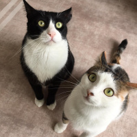 Tuxedo (Smokin) Kedi, Kedi  Şakir fotoğrafı