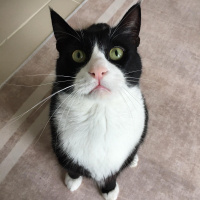 Tuxedo (Smokin) Kedi, Kedi  Şakir fotoğrafı