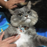 Scottish Fold, Kedi  Chiwas fotoğrafı