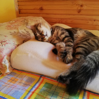 Tekir Kedi, Kedi  alien fotoğrafı