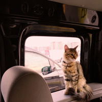 Tekir Kedi, Kedi  alien fotoğrafı