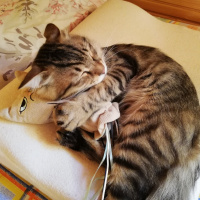 Tekir Kedi, Kedi  alien fotoğrafı