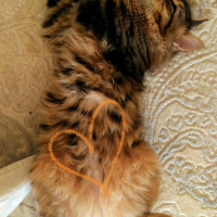 Tekir Kedi, Kedi  alien fotoğrafı