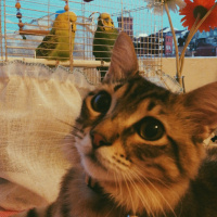 Tekir Kedi, Kedi  alien fotoğrafı