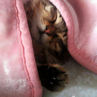 Tekir Kedi, Kedi  alien fotoğrafı