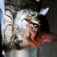 Tekir Kedi, Kedi  alien fotoğrafı