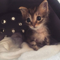 Tekir Kedi, Kedi  alien fotoğrafı