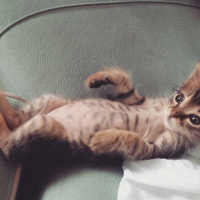 Tekir Kedi, Kedi  alien fotoğrafı