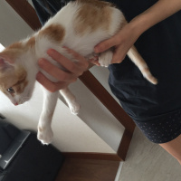 Sarman, Kedi  Fındık fotoğrafı