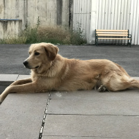 Golden Retriever, Köpek  Köpük fotoğrafı
