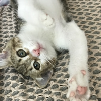 Abyssinian, Kedi  Pamuk fotoğrafı