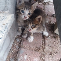 Tekir Kedi, Kedi  Bücürler fotoğrafı