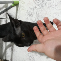 Bombay, Kedi  Karam fotoğrafı