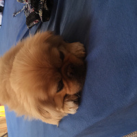 Pekingese, Köpek  Şirin fotoğrafı