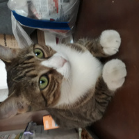Tekir Kedi, Kedi  Mahmure fotoğrafı
