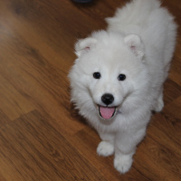 Samoyed, Köpek  Ponyo fotoğrafı