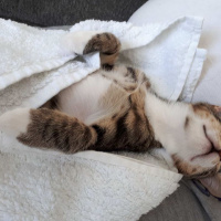 Tekir Kedi, Kedi  pati fotoğrafı