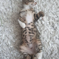 Tekir Kedi, Kedi  pati fotoğrafı