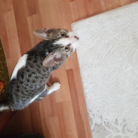 Tekir Kedi, Kedi  Tuli fotoğrafı