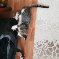 Tekir Kedi, Kedi  Tuli fotoğrafı