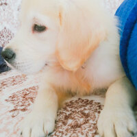 Golden Retriever, Köpek  Cesur fotoğrafı