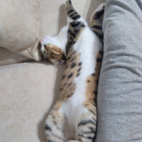 Bengal, Kedi  Zibidi fotoğrafı