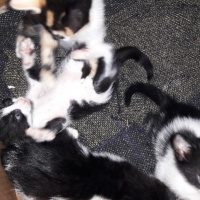 Tekir Kedi, Kedi  Sisi fotoğrafı