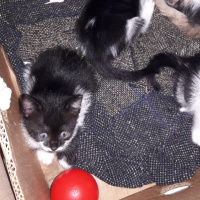 Tekir Kedi, Kedi  Sisi fotoğrafı