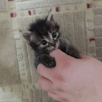 Tekir Kedi, Kedi  tarcin ve gece fotoğrafı