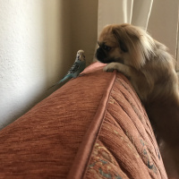 Pekingese, Köpek  Kinda fotoğrafı