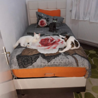 Ankara Kedisi, Kedi  Kartopu fotoğrafı
