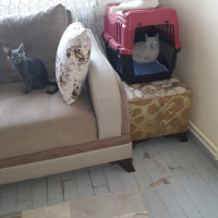 Ankara Kedisi, Kedi  Kartopu fotoğrafı