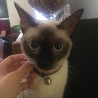 Siyam Kedisi, Kedi  Coco Chanel fotoğrafı