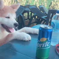 Akita İnu, Köpek  Akamaru fotoğrafı