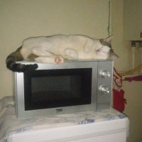 Tekir Kedi, Kedi  Sabri fotoğrafı