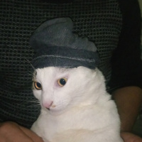 Tekir Kedi, Kedi  Sabri fotoğrafı