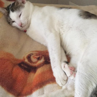 Tekir Kedi, Kedi  Sabri fotoğrafı