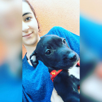 Amerikan Pitbull Terrier, Köpek  Riha fotoğrafı