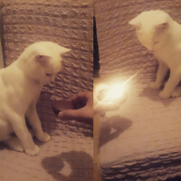 British Shorthair, Kedi  Poni fotoğrafı