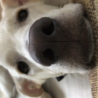 Labrador Retriever, Köpek  Pars fotoğrafı
